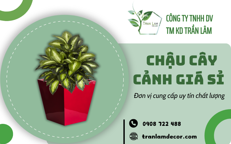 Chậu cây cảnh giá sỉ 