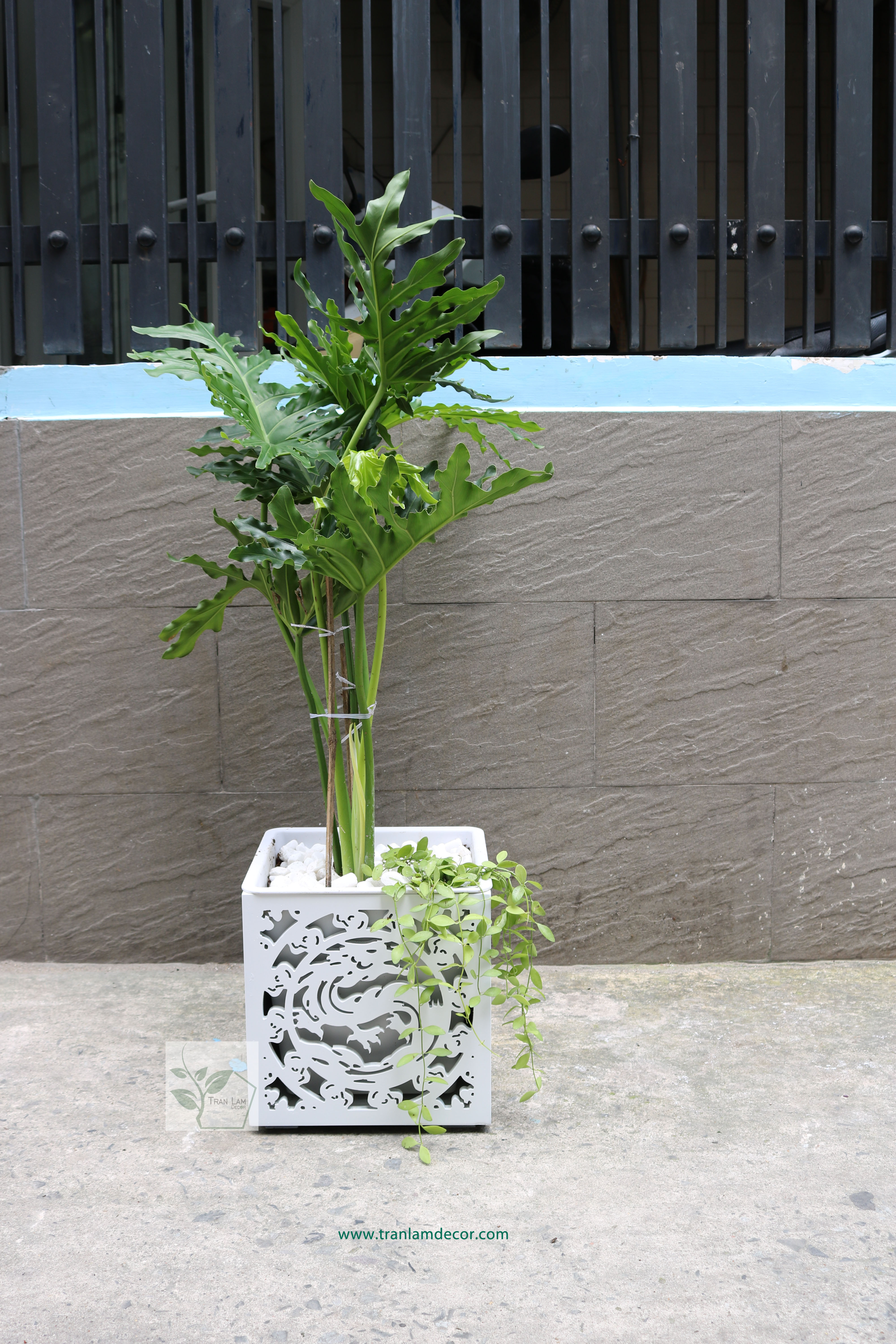 Chậu cây đơn giản TL5001