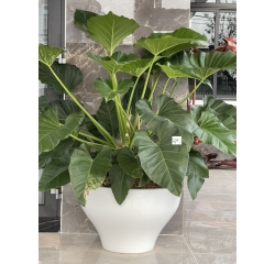 Chậu composite TL1810