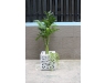 Chậu cây đơn giản TL5001