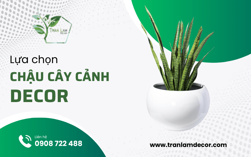 Lựa chọn chậu cây cảnh decor nhà ở sao cho tối ưu?